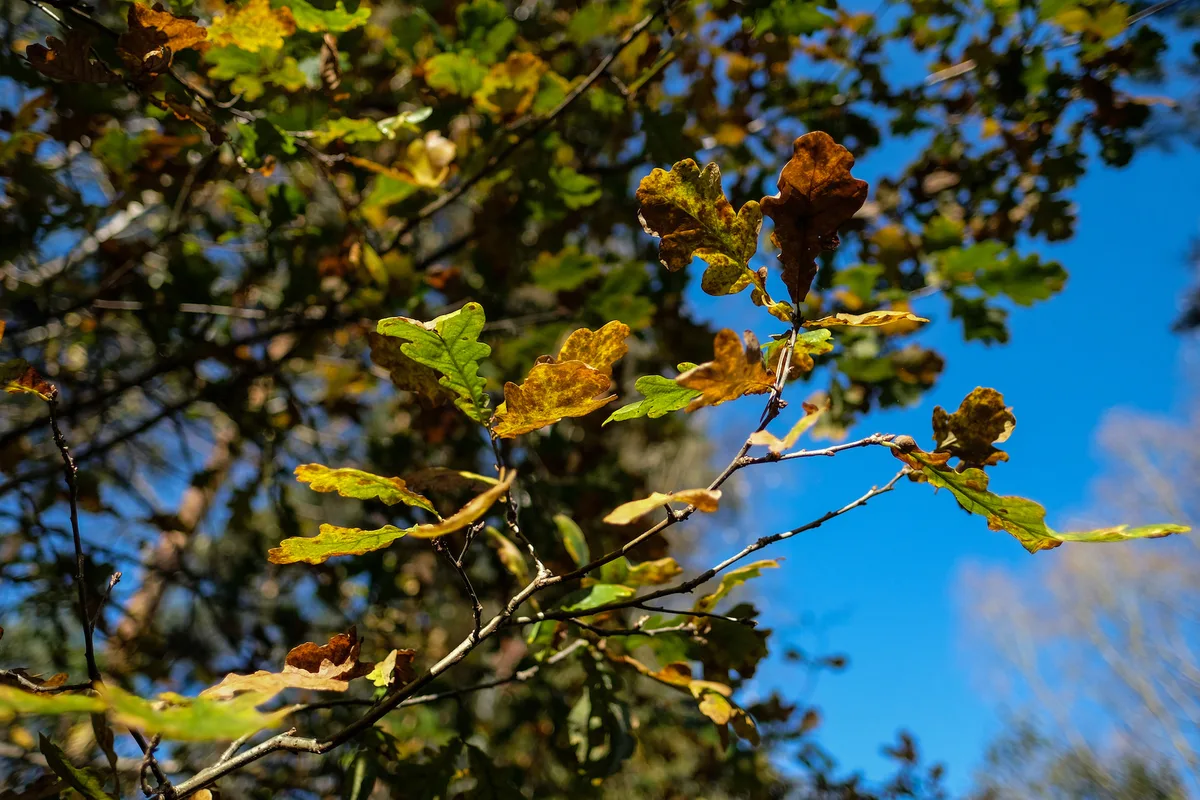 Autumn leaves turning gold on a tree branch against a clear blue sky
